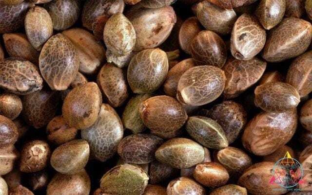 Afghan landrace seeds