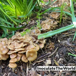 large flush of psilocybe ovoideocystdiata mushrooms growing amongst green foliage