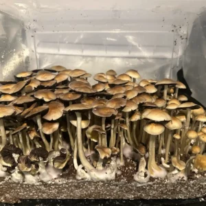 A bountiful flush of Tex PE6 isolated spore syringe mushrooms.