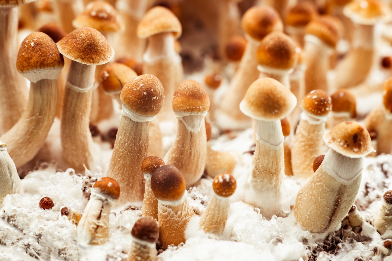 Psilocybe cubensis psychedelic mushroom