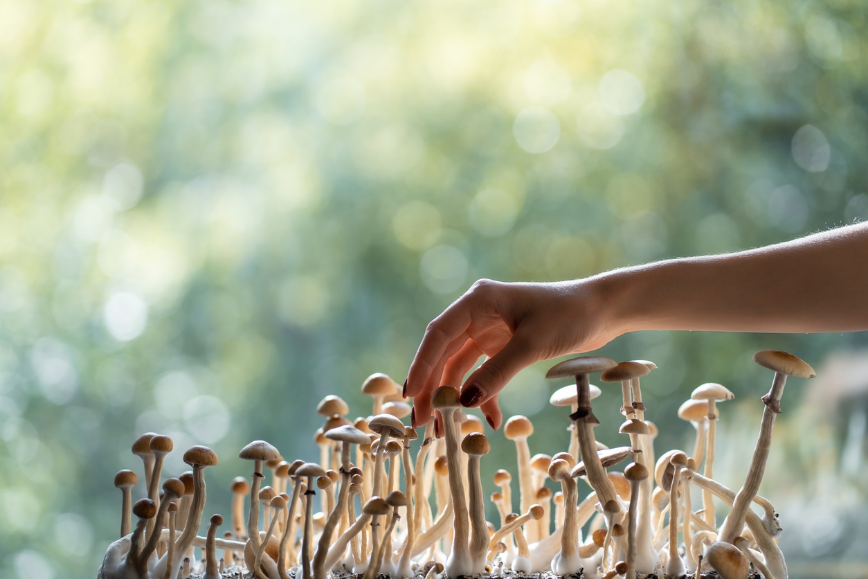 female hand harvest psychedelic psilocybin fungus homemade or in lab