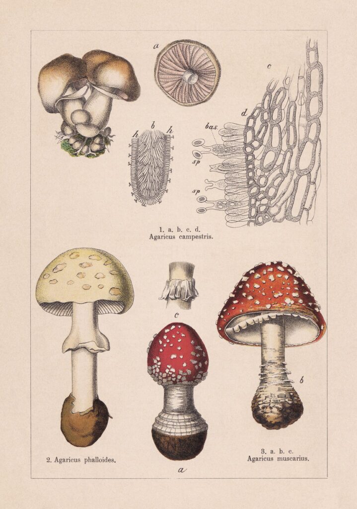 several red and white mushrooms on taxonomy paper