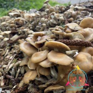 Psilocybe Ovoideocystidiata Ohio River Valley Print