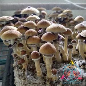 Stargazer Cubensis Spore Syringe