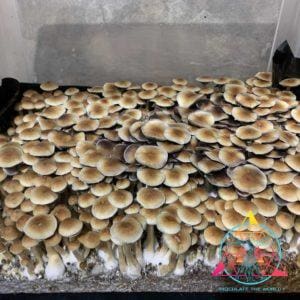 Thai Elephant Dung Spore Print