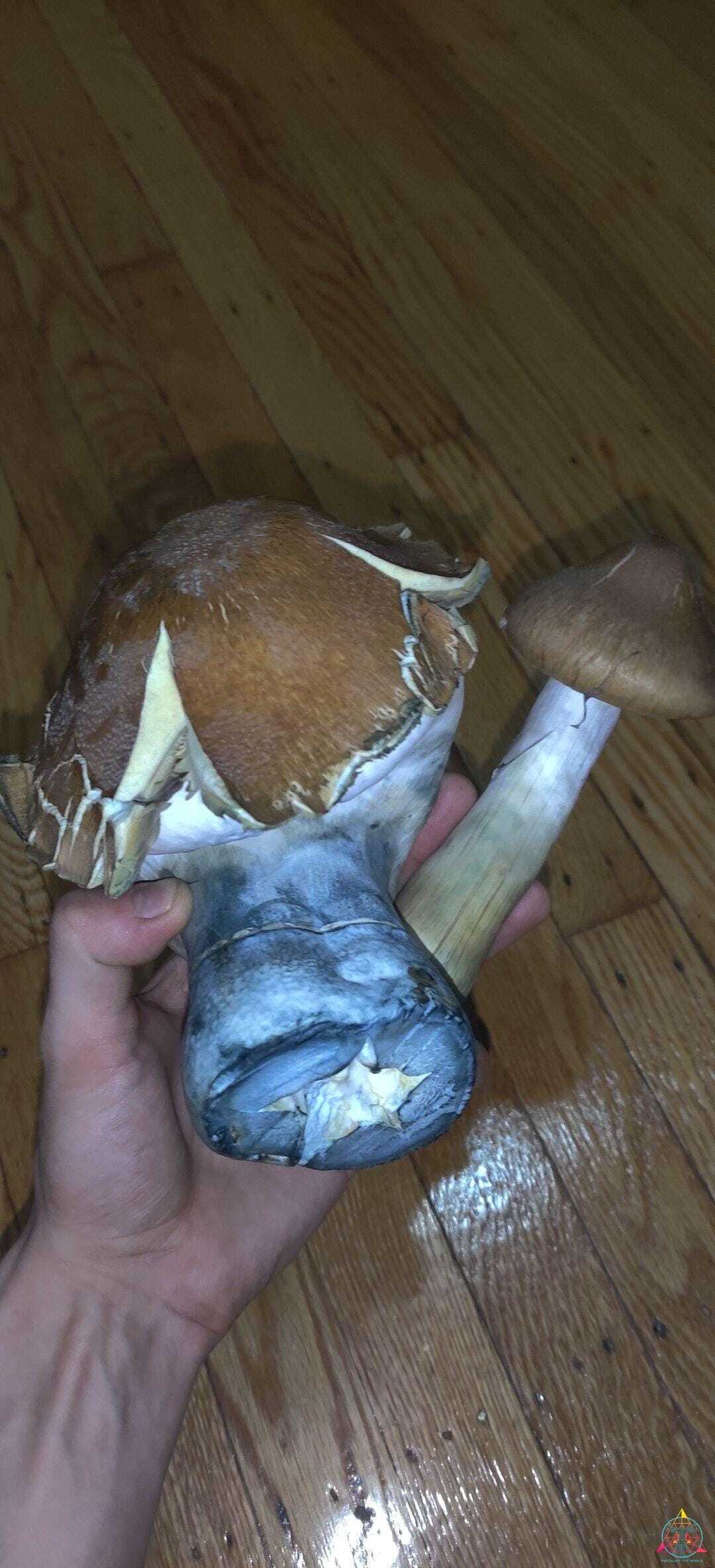 Jedi Mind Fuck (JMF) Spore Print - Image 3