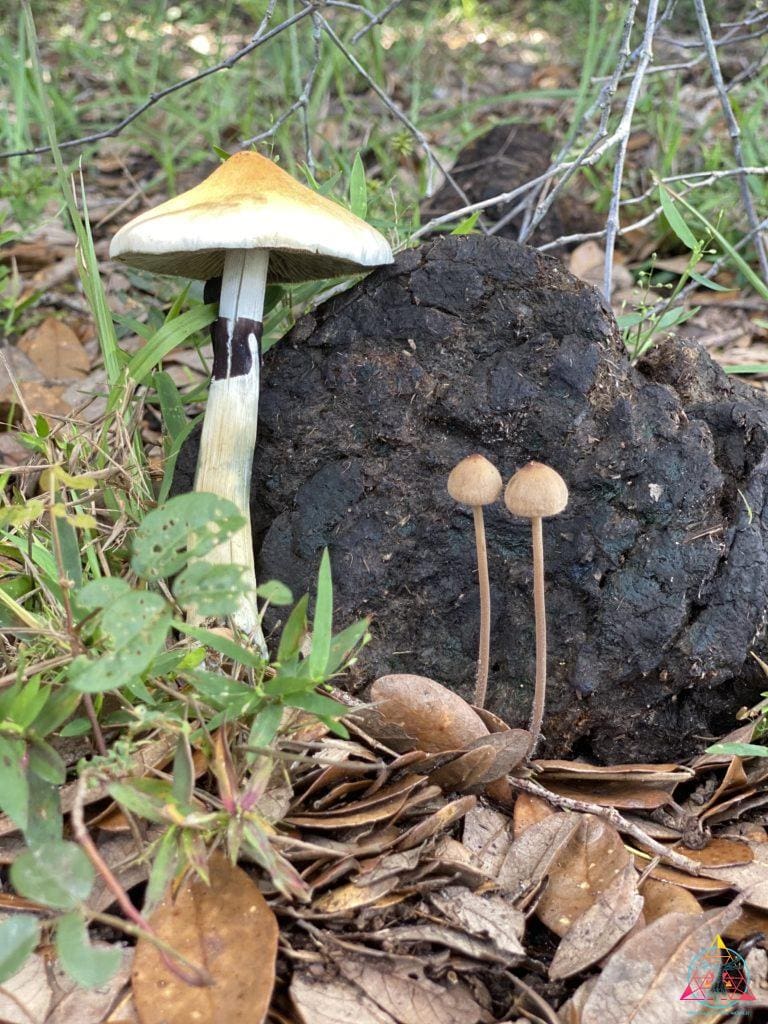 Psilocybe cubensis wild