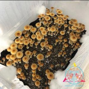 Alacabenzi Spore Print