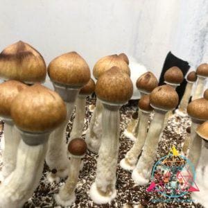 Psilocybe Cubensis (Dulce) Spore Print