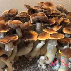 A beautiful flush of Blue Magnolia Cubensis Spore Syringe mushrooms