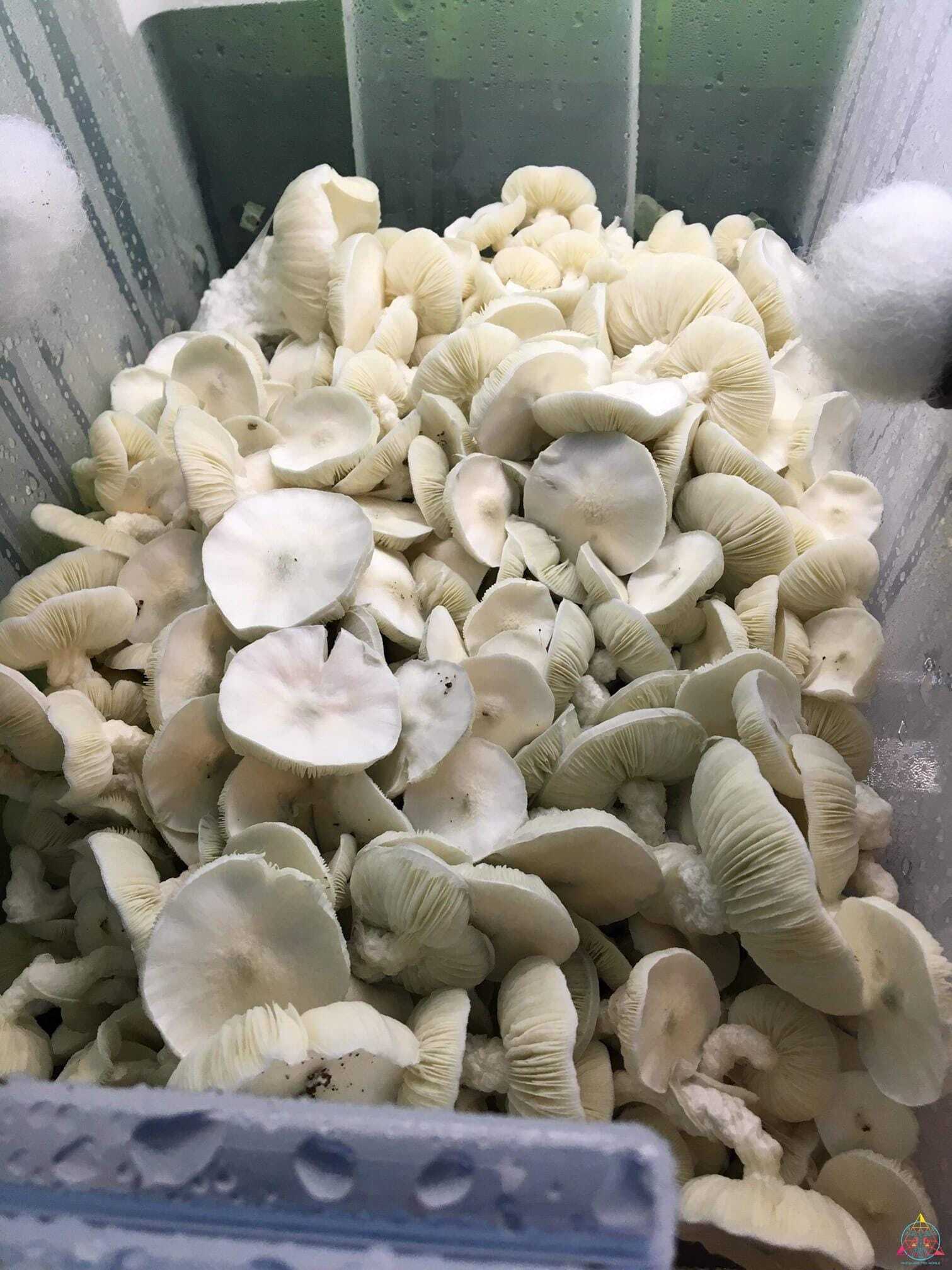 Avery's Albinos
