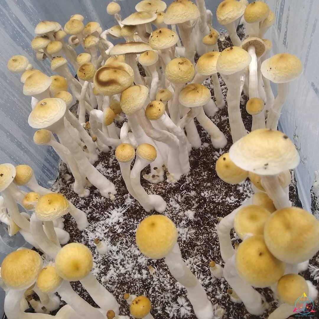 Golden Halo Spore Print - Image 7