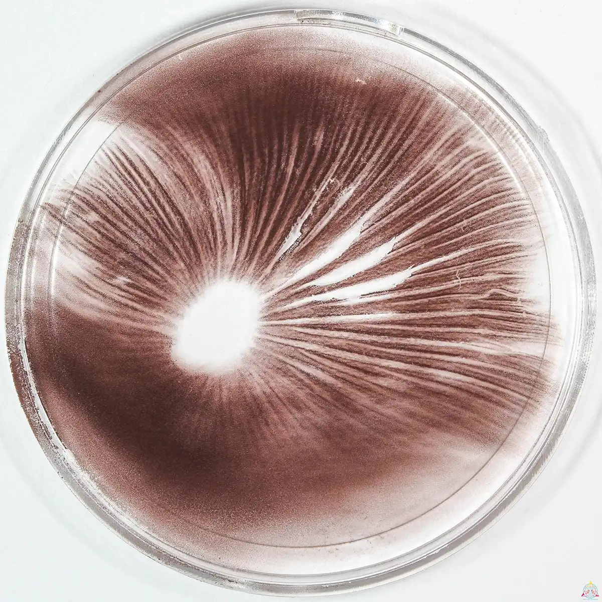 A Psilocybe cyanescens spore print