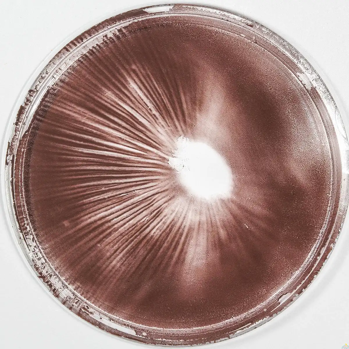 A Psilocybe Cyanescens spore print