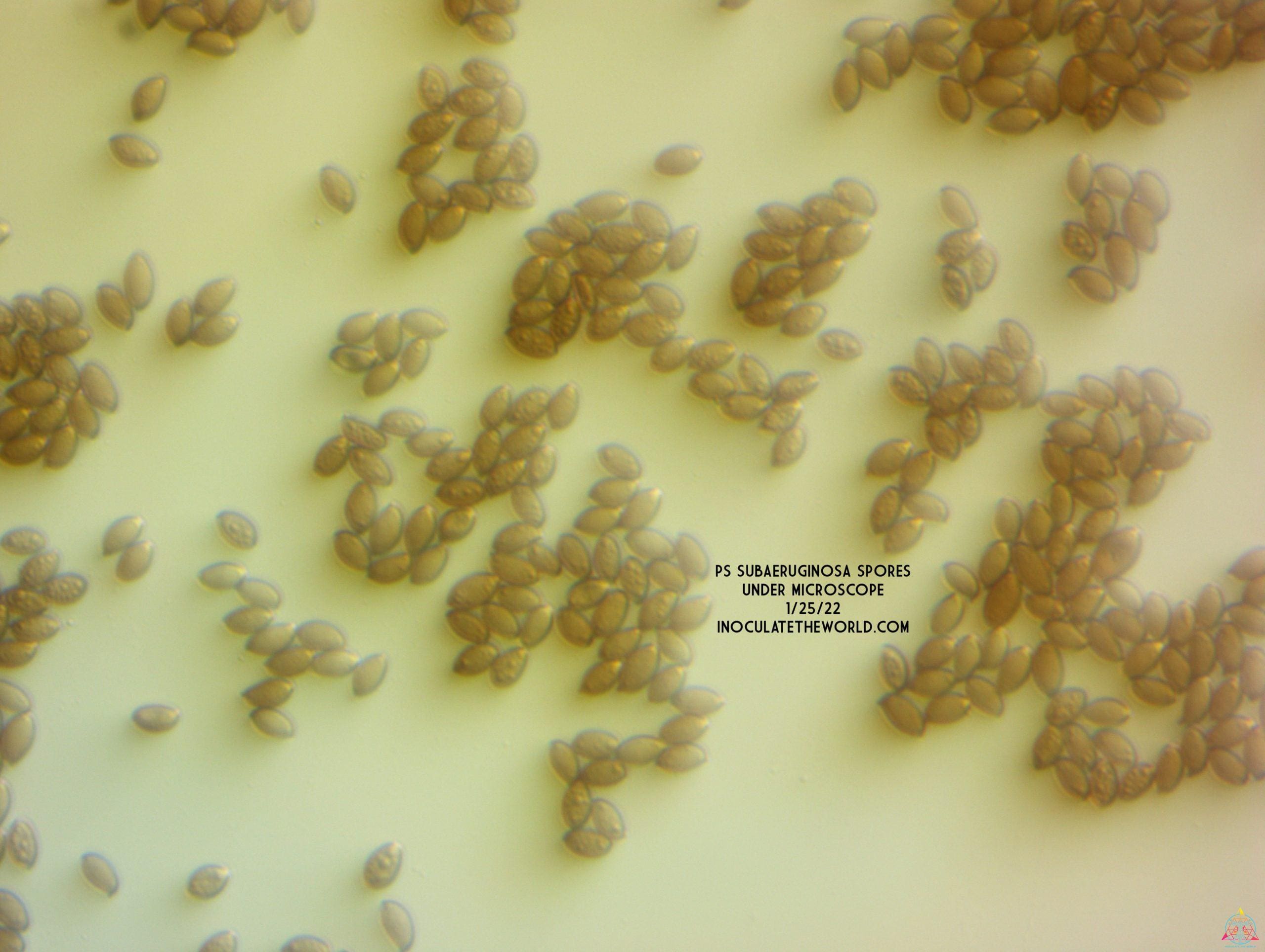 magic mushroom spores under a microscope