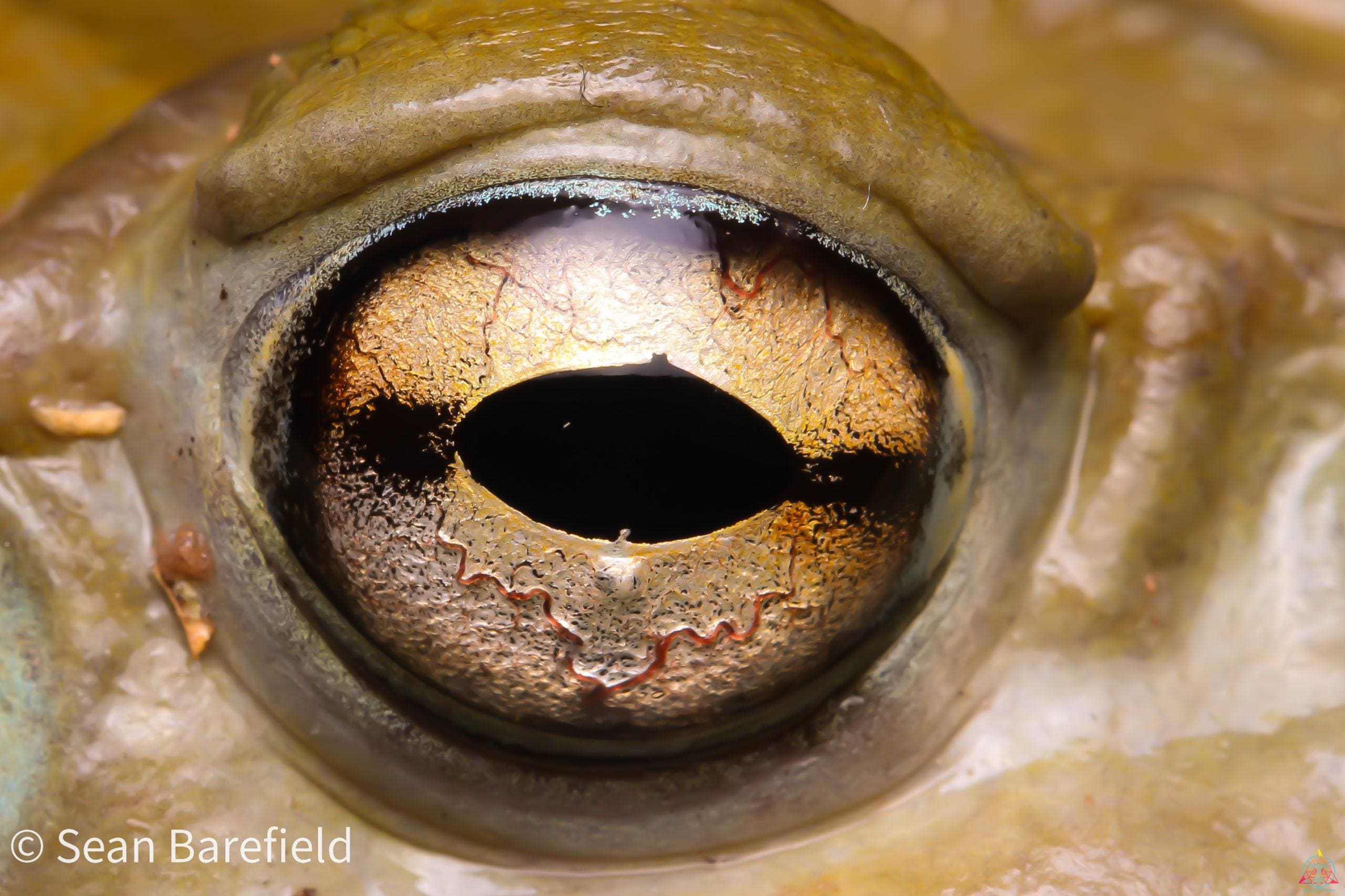 Bufo Alvarius Toad