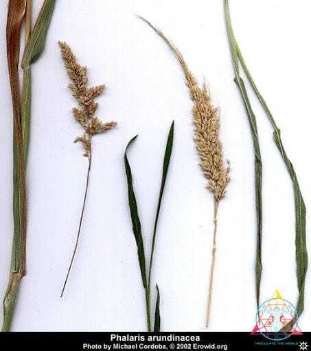 Reed Canary Grass Phalaris