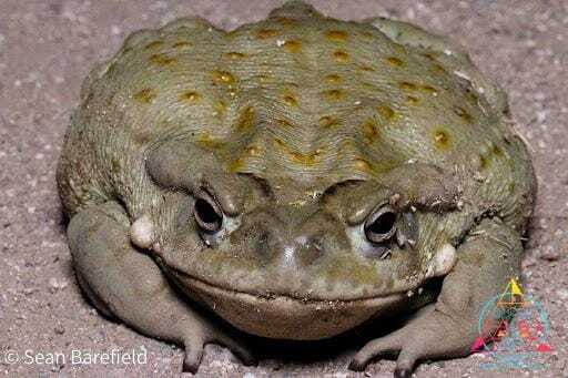 Incilius Alvarius