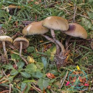 Psilocybe allenii Spore Print