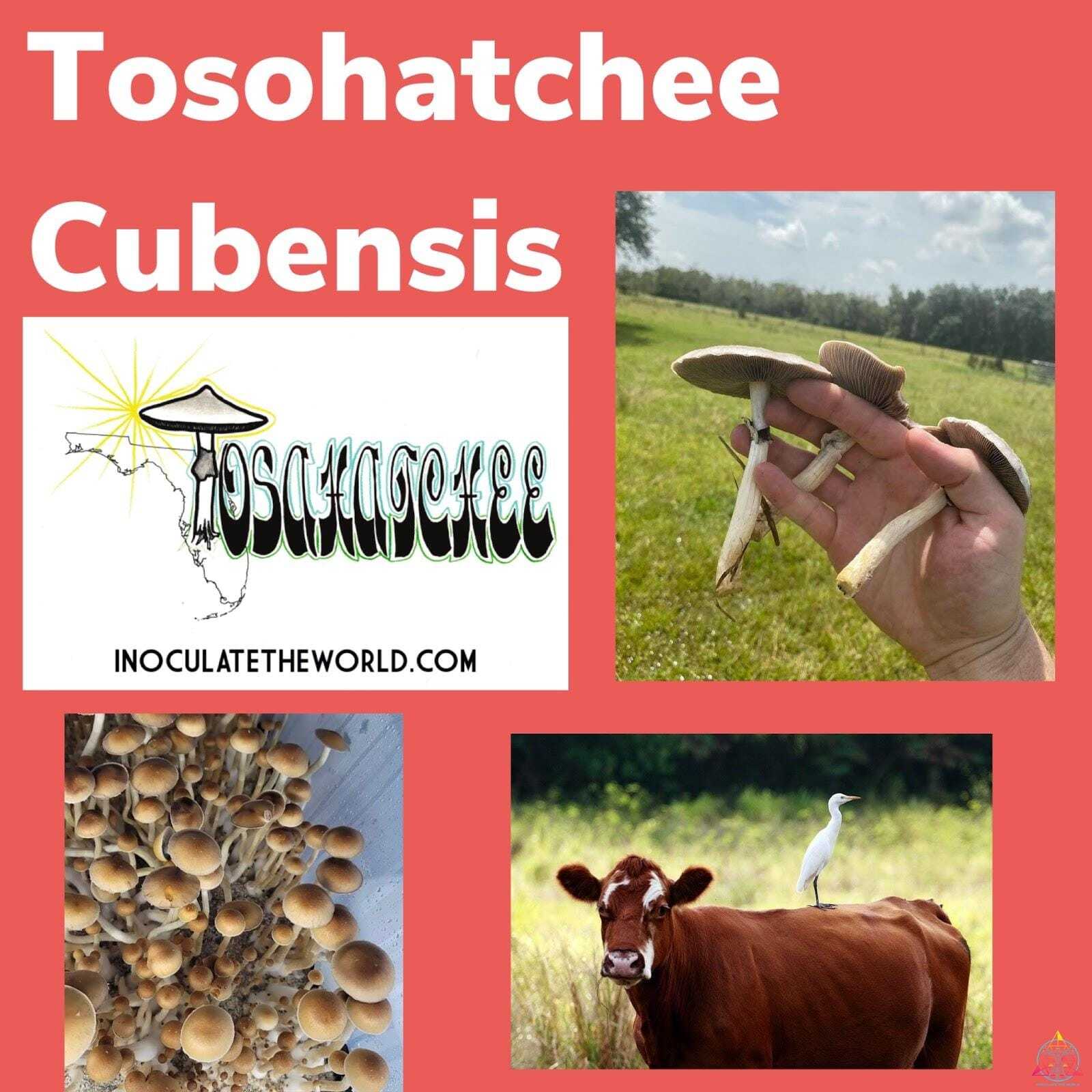 Tosahatchee