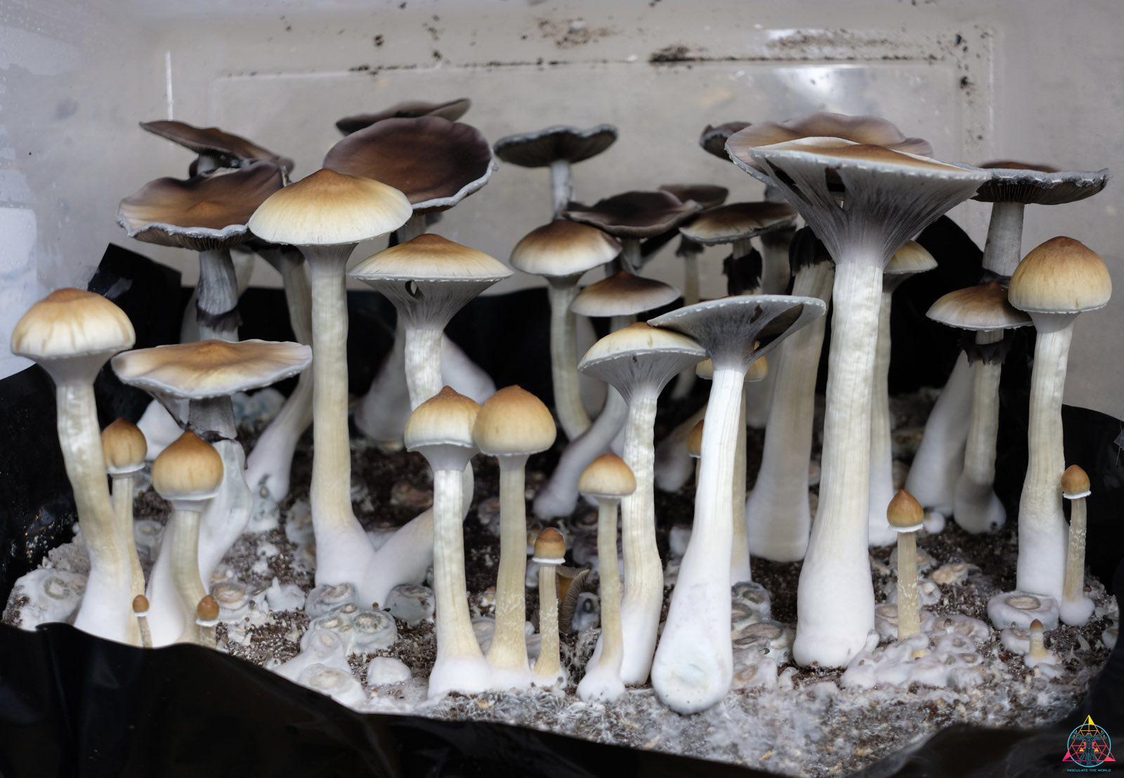 Psilocybe cubensis