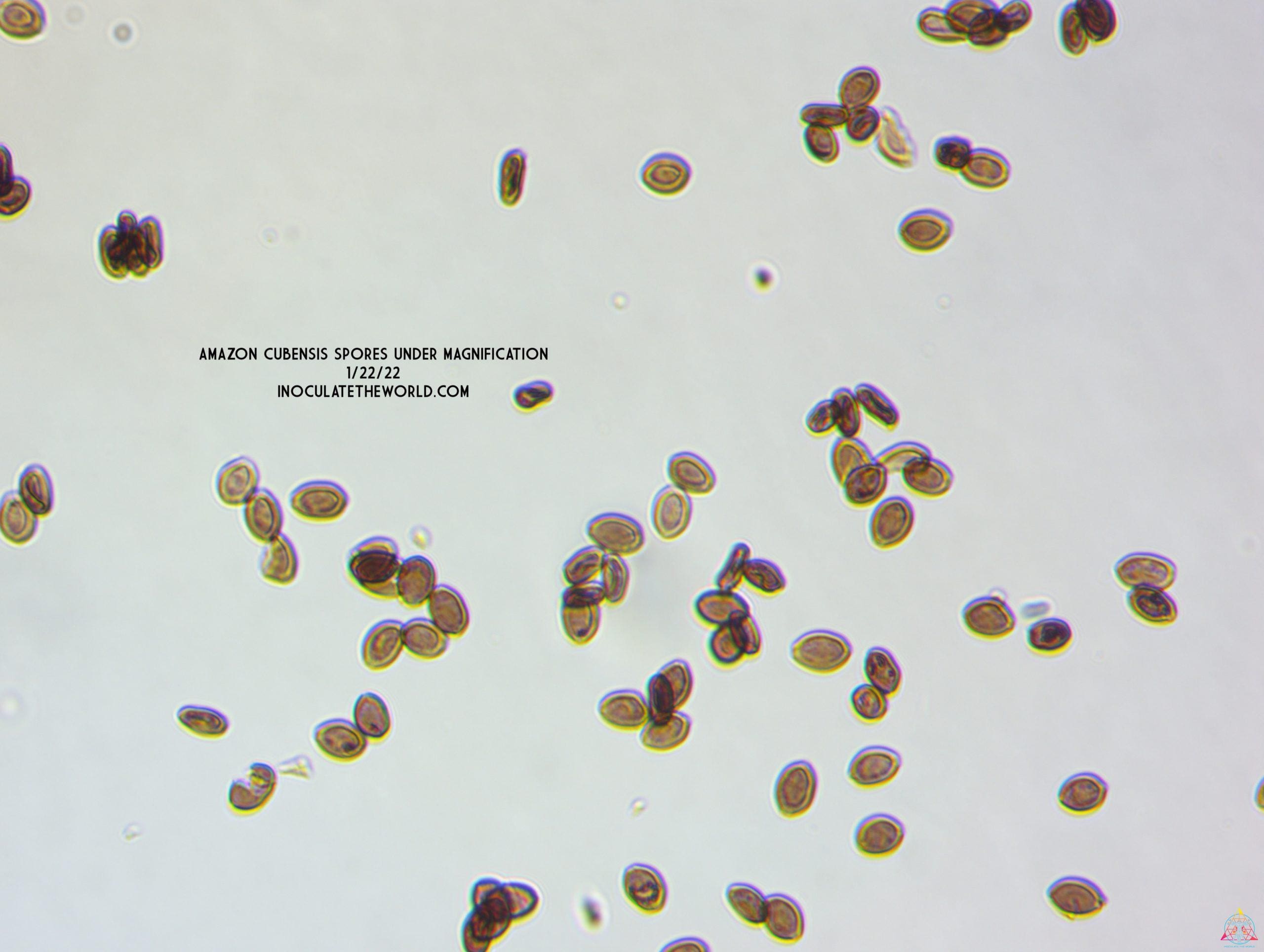 magic mushroom spores under a microscope