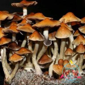 MELMAC REVERT Spore Swab