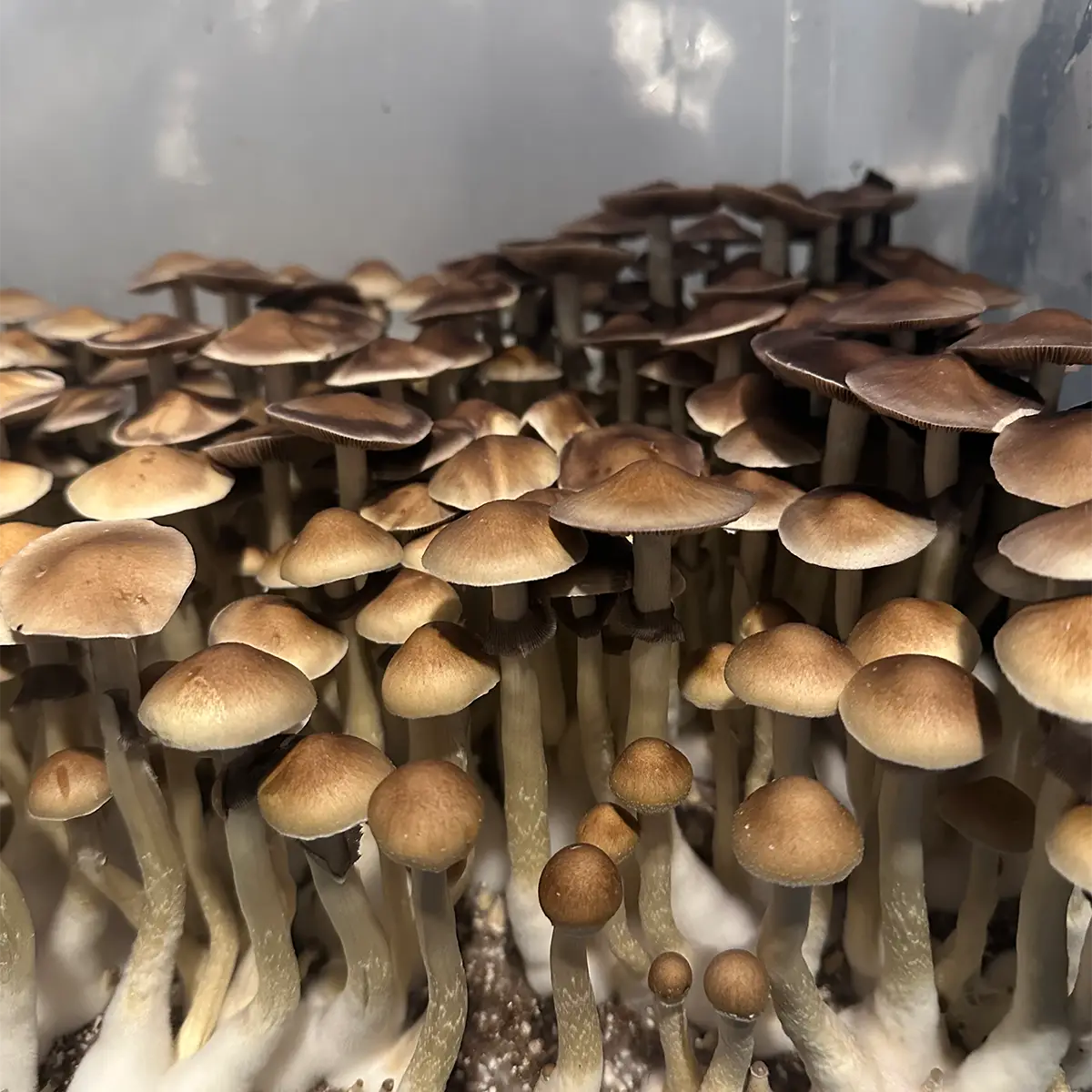 large flush of alabama cubensis spore syrine mushrooms in a tub