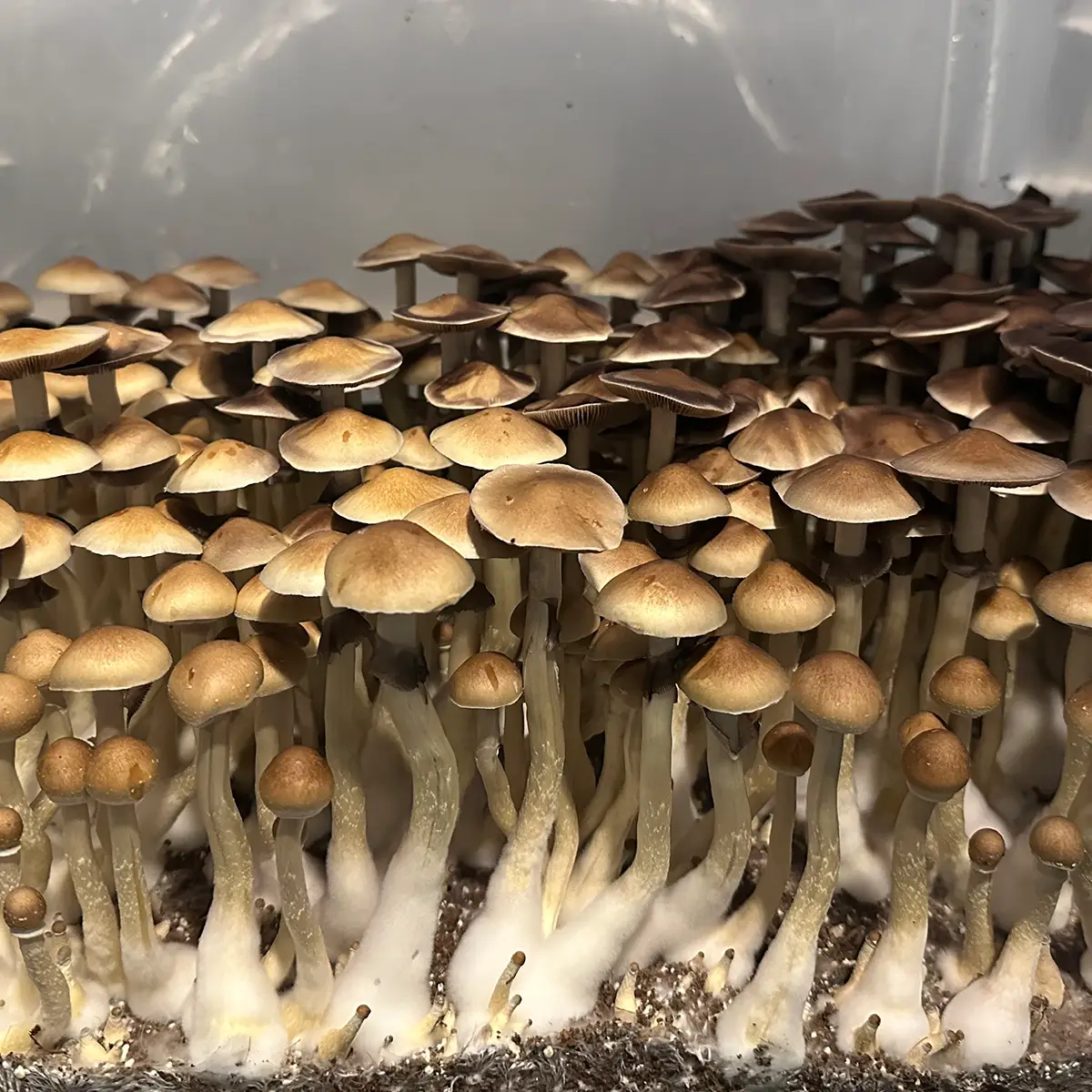 large flush of alabama cubensis spore syrine mushrooms in a tub