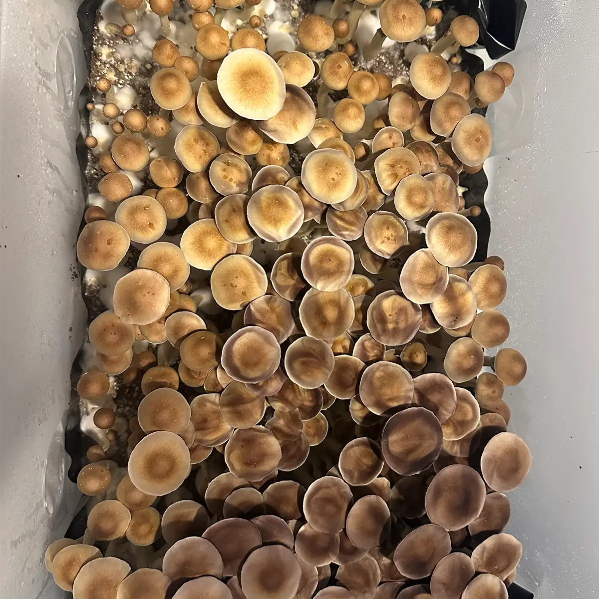 large flush of alabama cubensis spore syrine mushrooms in a tub