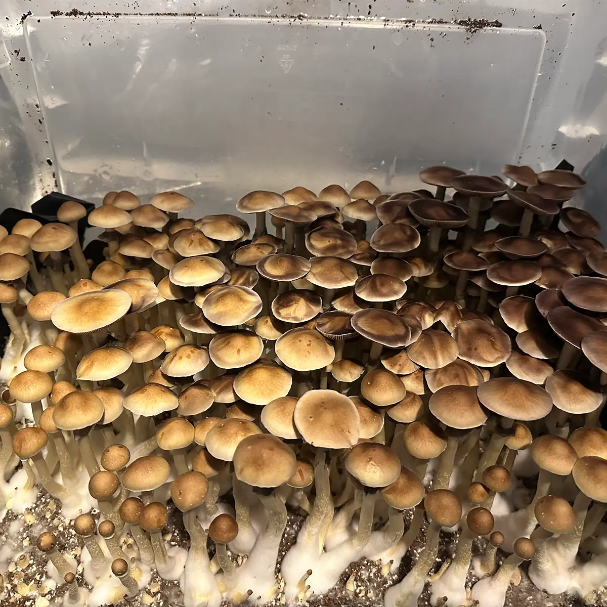 large flush of alabama cubensis spore syrine mushrooms in a tub