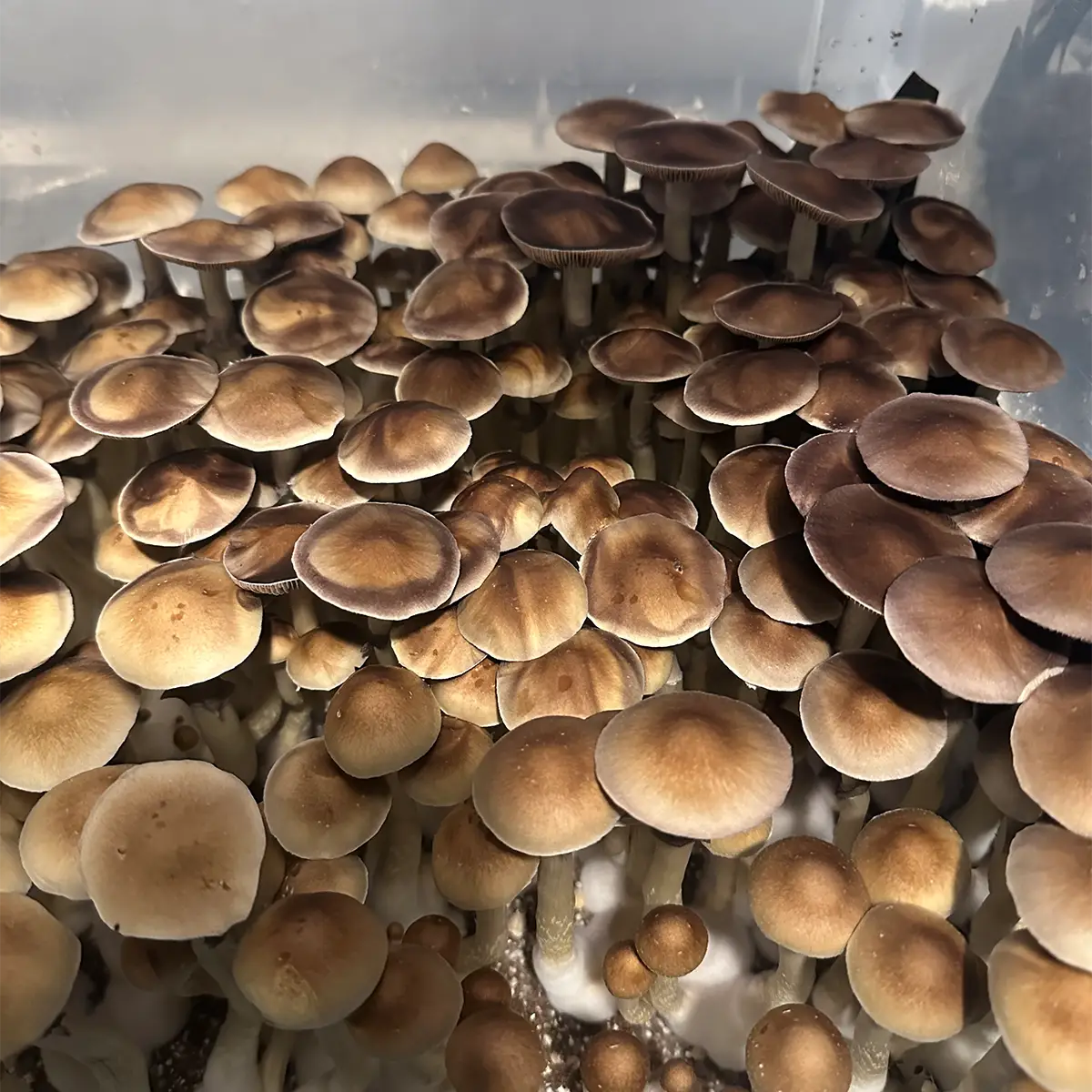 large flush of alabama cubensis spore syrine mushrooms in a tub