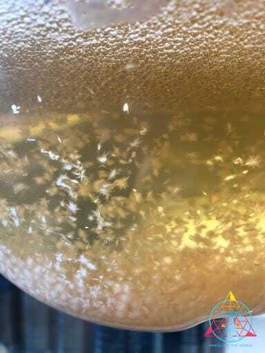 live mycelium in a jar