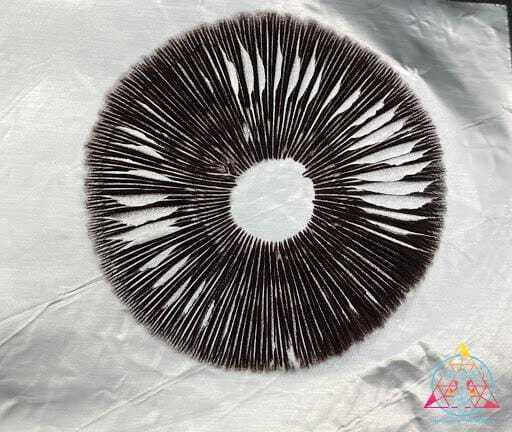 magic mushroom spores under a microscope