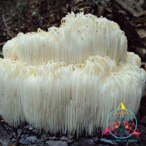 Hericium erinaceus "Lion's Mane" Liquid Culture Syringe