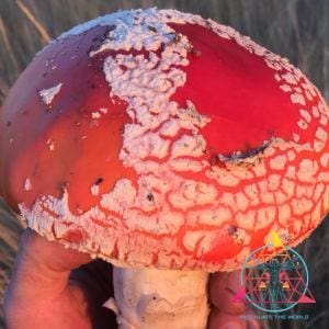 Amanita muscaria liquid culture