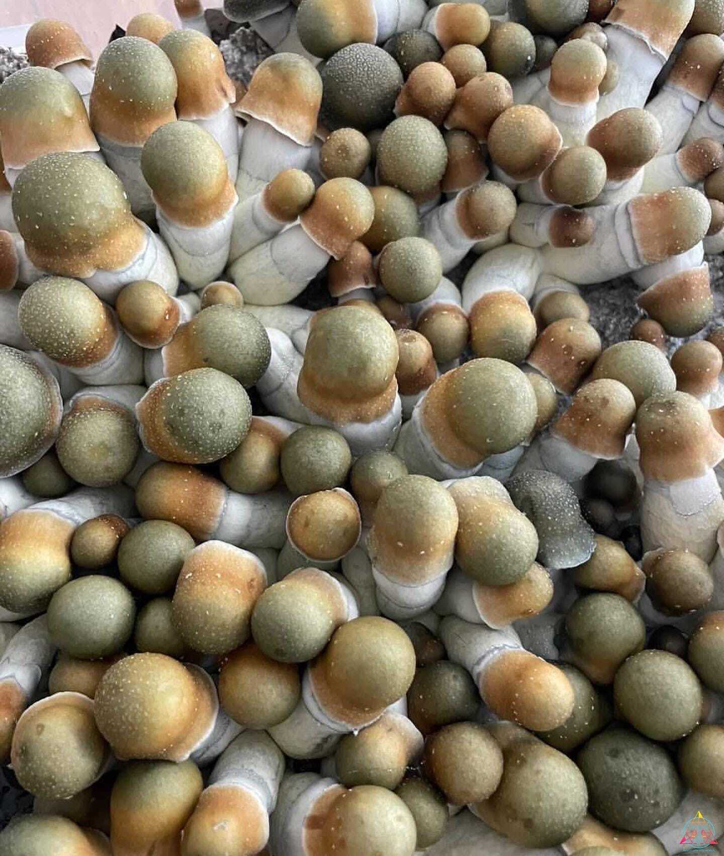 Penis Envy Uncut Spore Swab