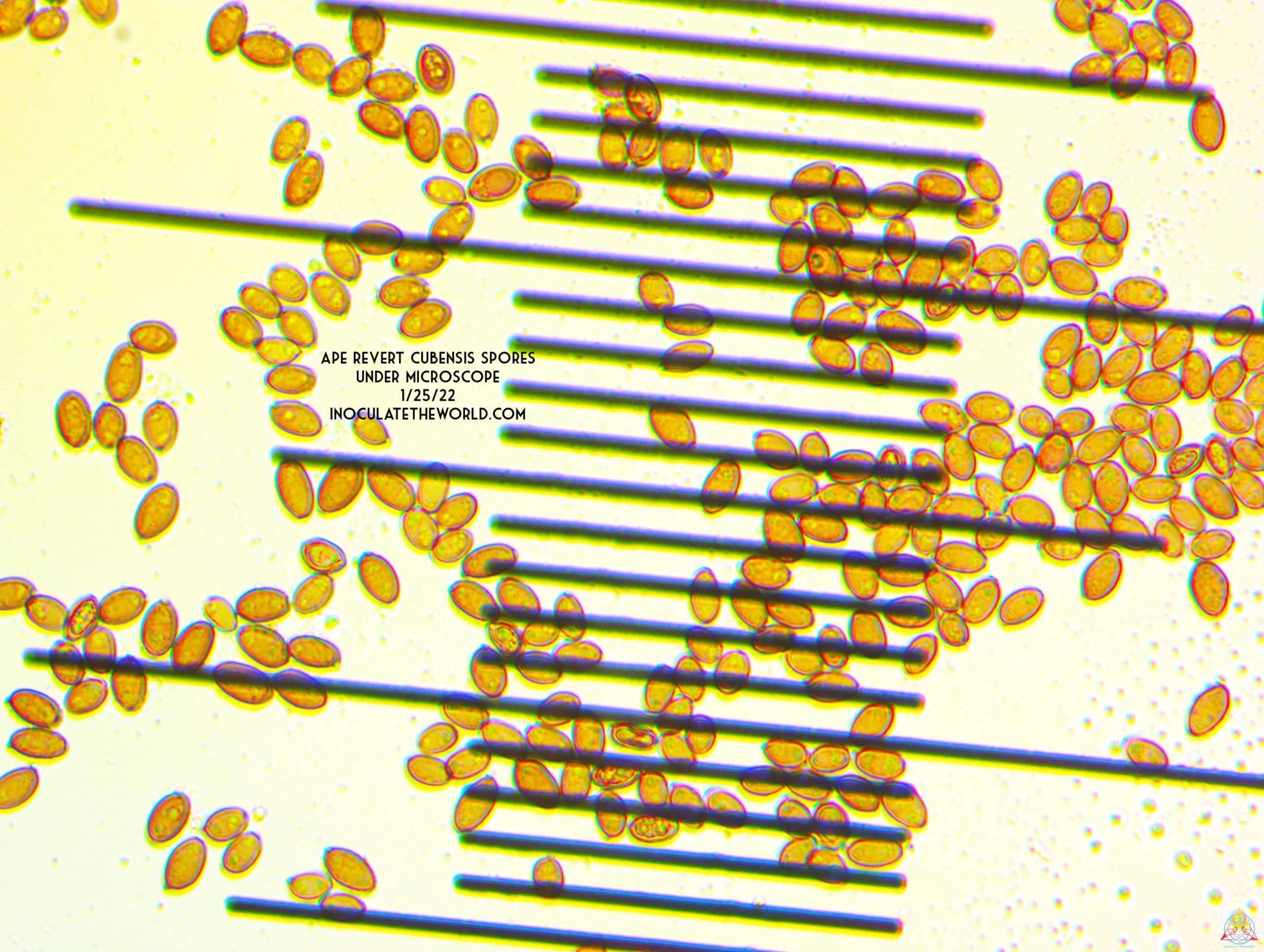 APE Revert Cubensis Spore Syringe - Image 3