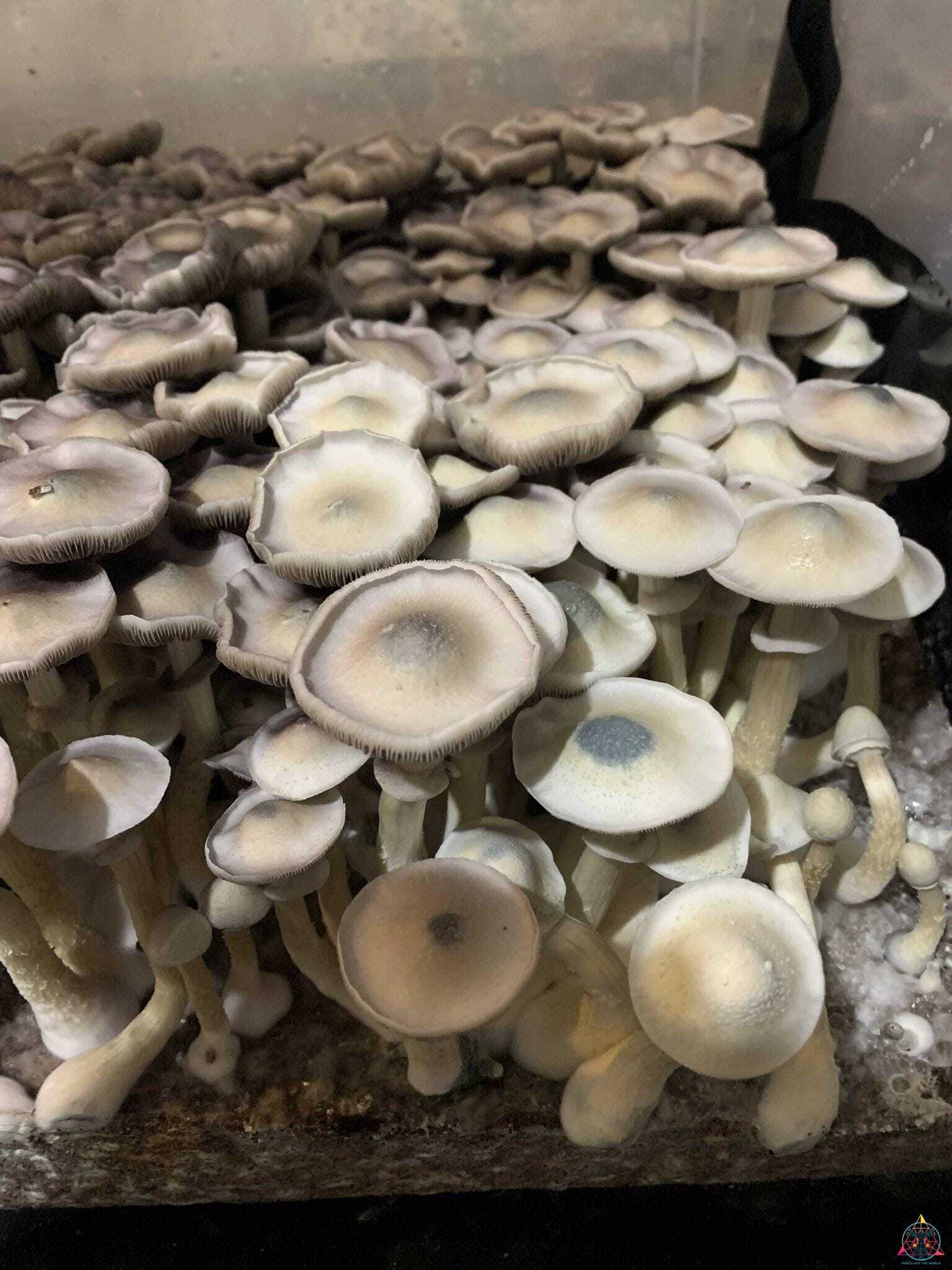 APE Revert Cubensis Spore Syringe - Image 11