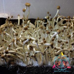 Guapiles Cubensis (Wild Costa Rica) Spore Syringe