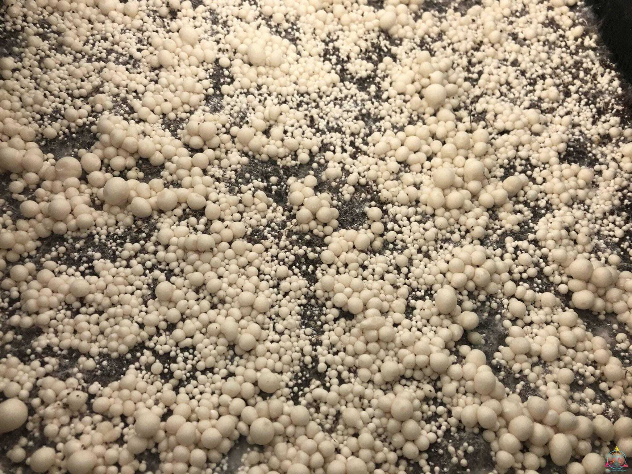 Shakti Spore Swab - Image 6