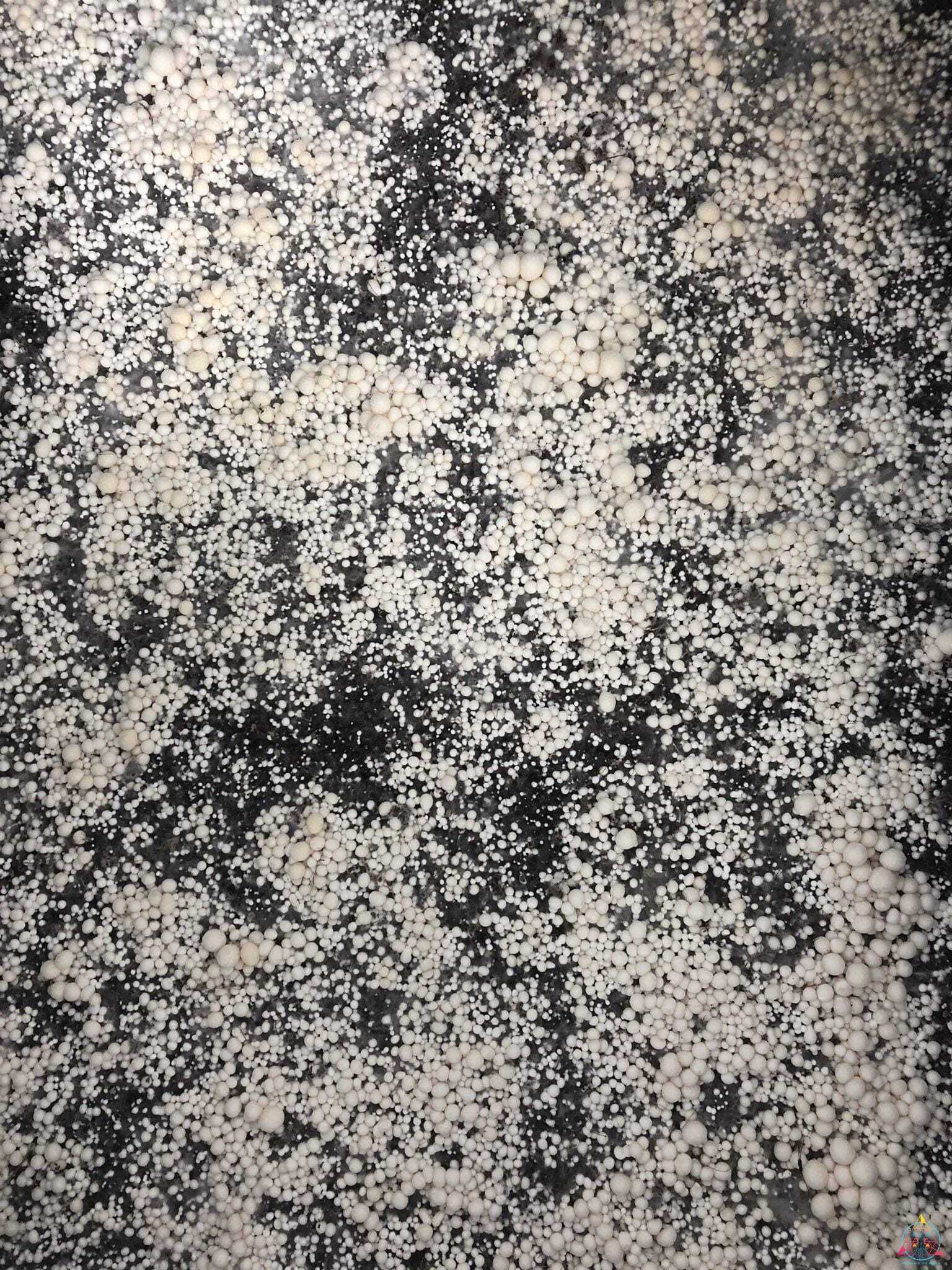 Shakti Spore Swab - Image 3