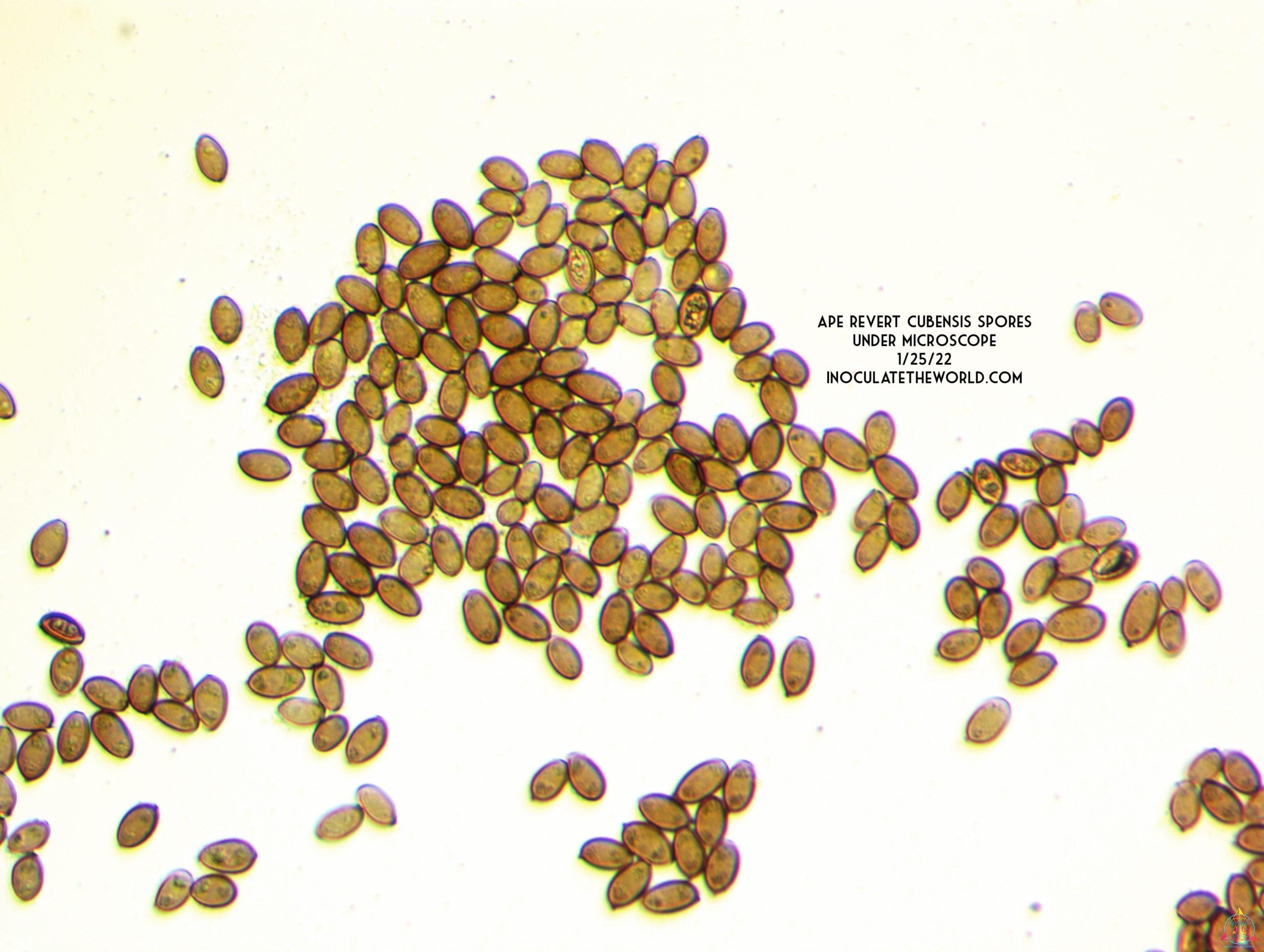 APE Revert Cubensis Spore Syringe - Image 7