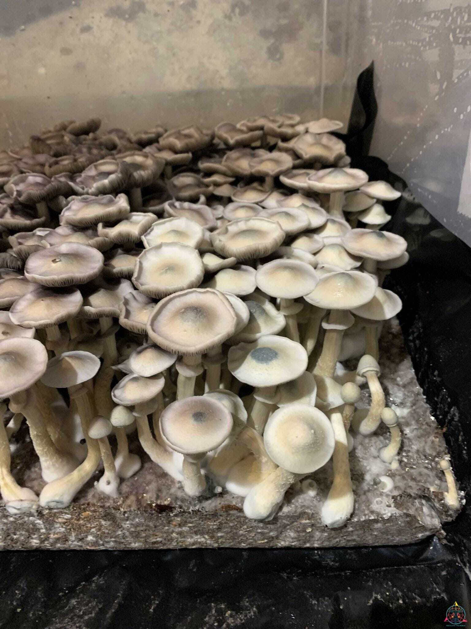 APE Revert Cubensis Spore Syringe - Image 9