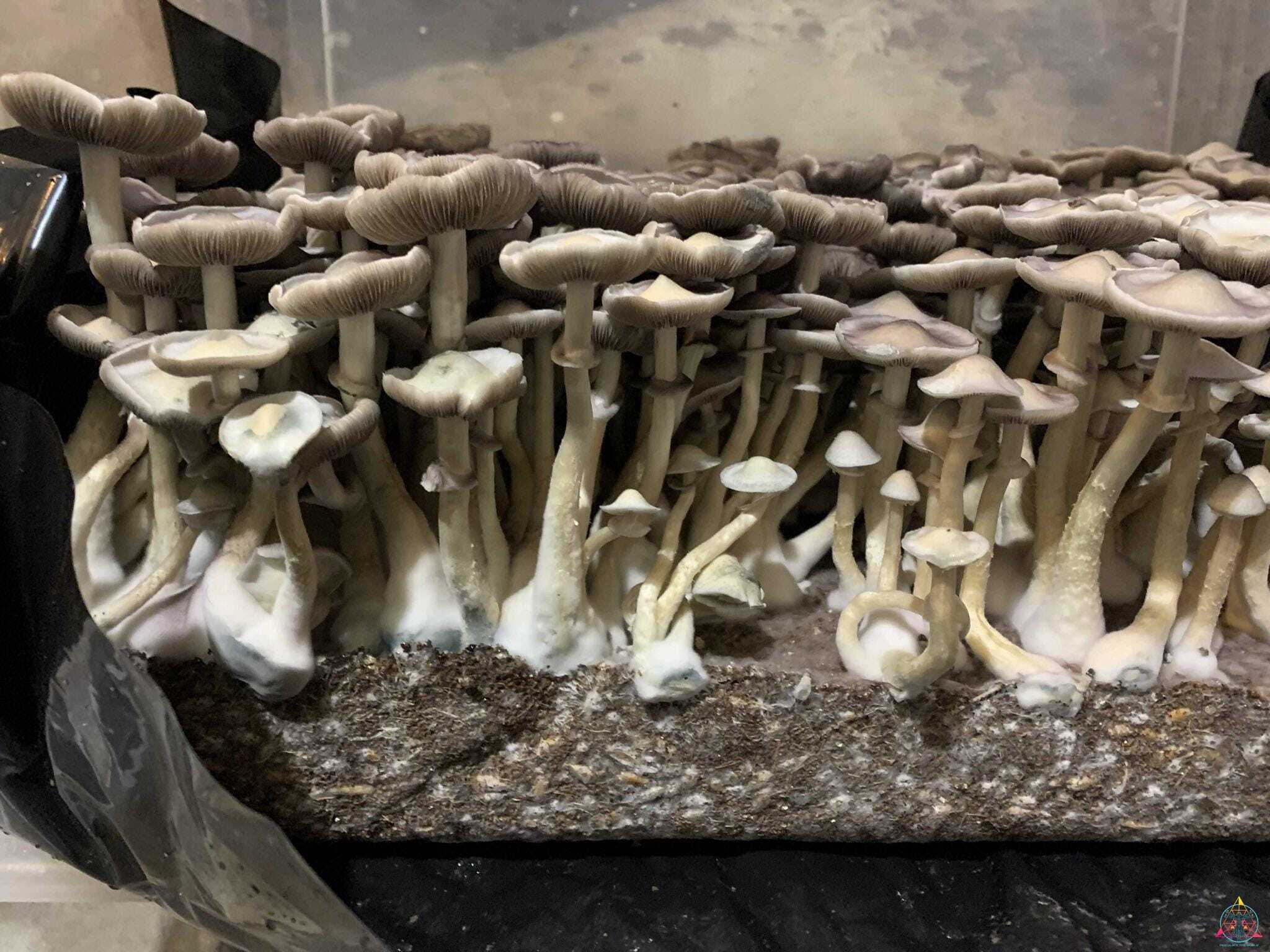 APE Revert Cubensis Spore Syringe - Image 12