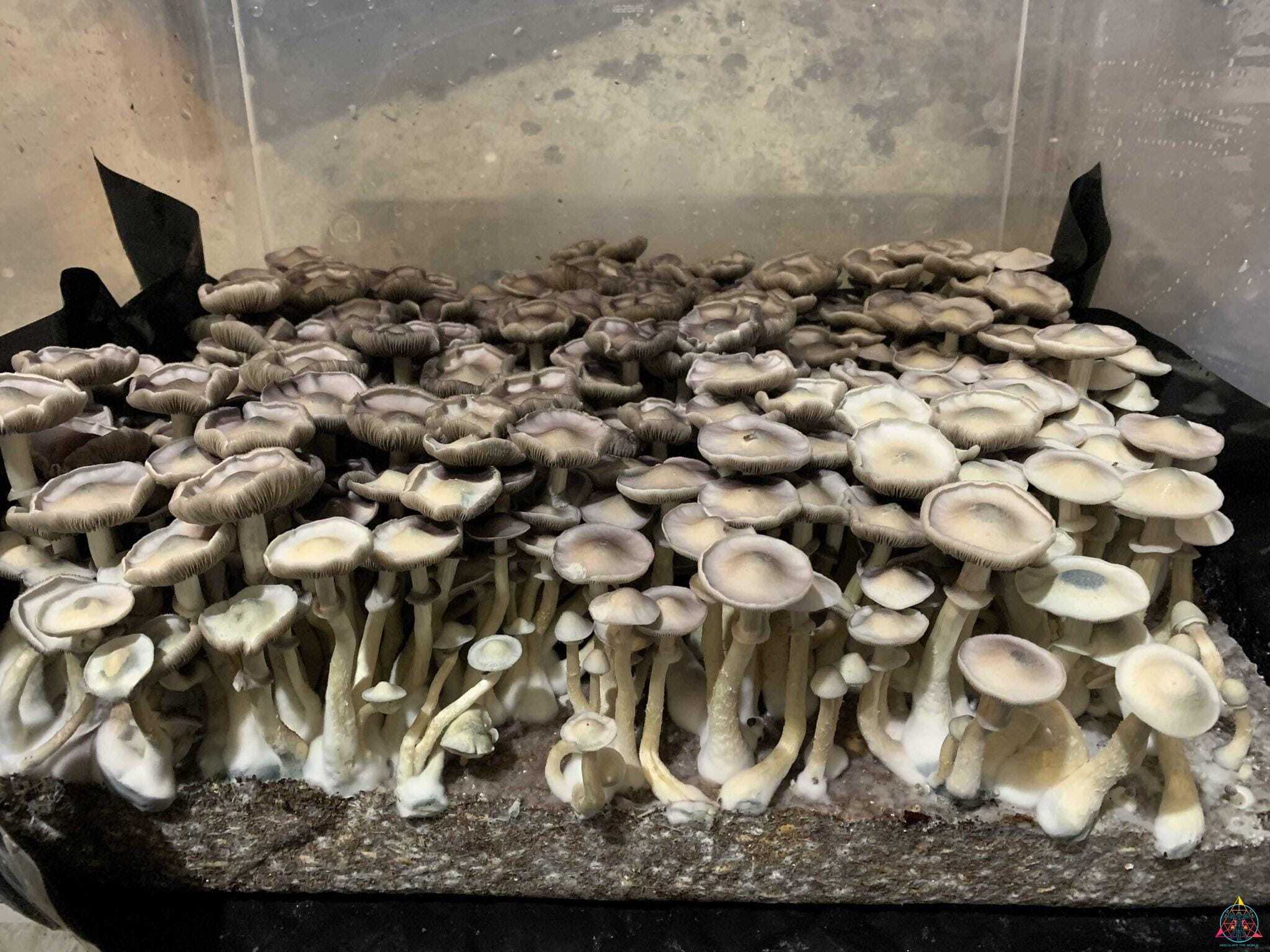 APE Revert Cubensis Spore Syringe - Image 10