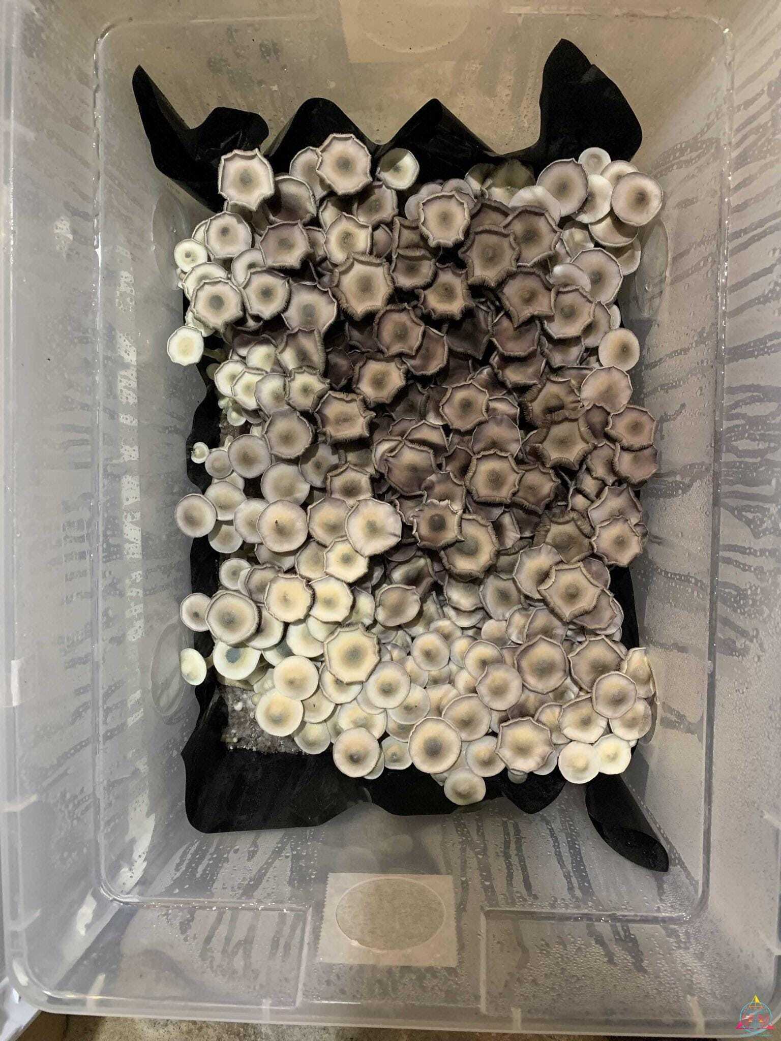 APE Revert Cubensis Spore Syringe - Image 2