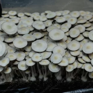 Leucistic JMF Isolated Spore Syringe