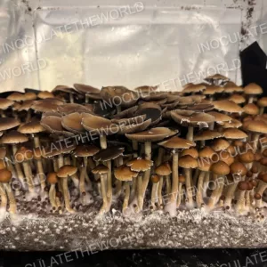 Gulf Coast Cubensis Spore Syringe