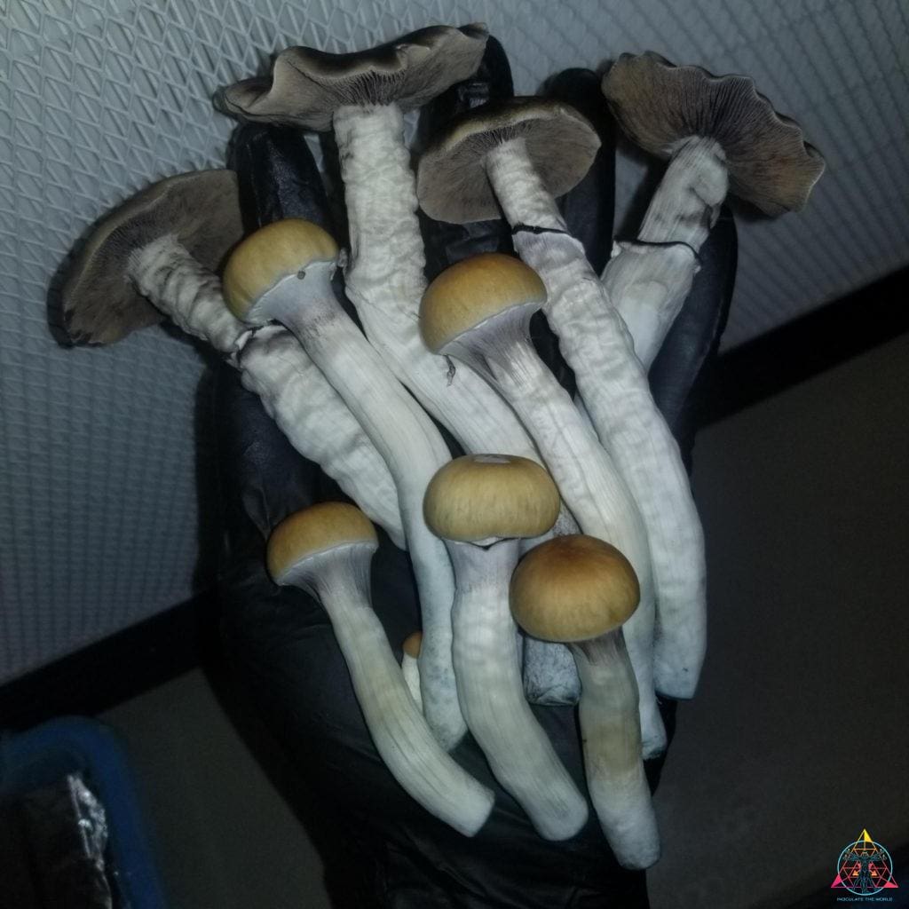 Illusion Weaver mushrooms growing from spore syringe